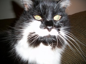 Checkers, my baby. 