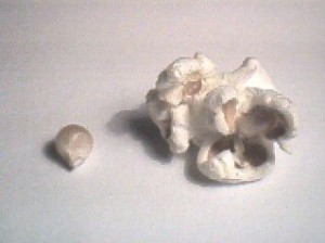 PopcornKernel Popcorn and Kernel
