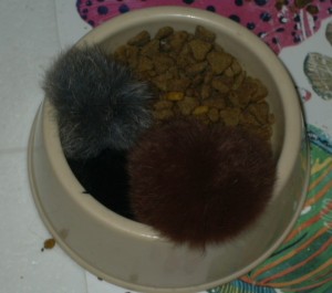 TribblesInKibbles1