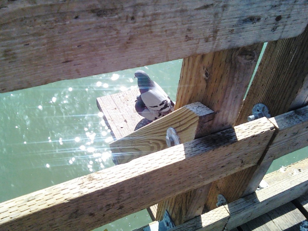 pigeons on pier 4