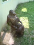 animals 4 Animals behaving badly