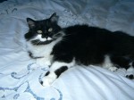 Da bestest kitteh in da worldz.