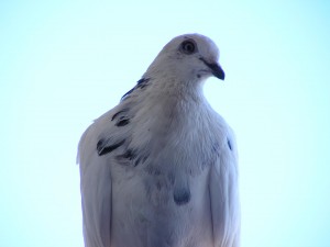 Spotted white pigeon