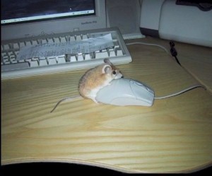 Mouse having sex with a mouse.
