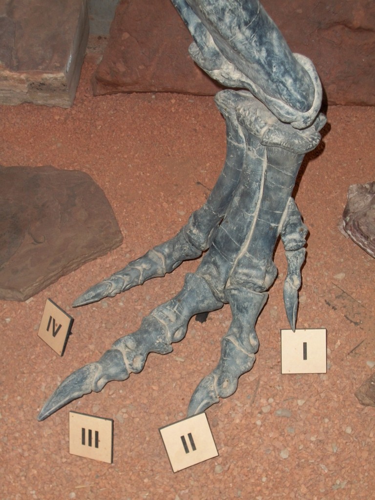 100_0532 Dinosaur foot