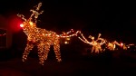 Reindeer Christmas display in Northern California.