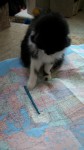 Checkers sitting on a map, playing with a pen.