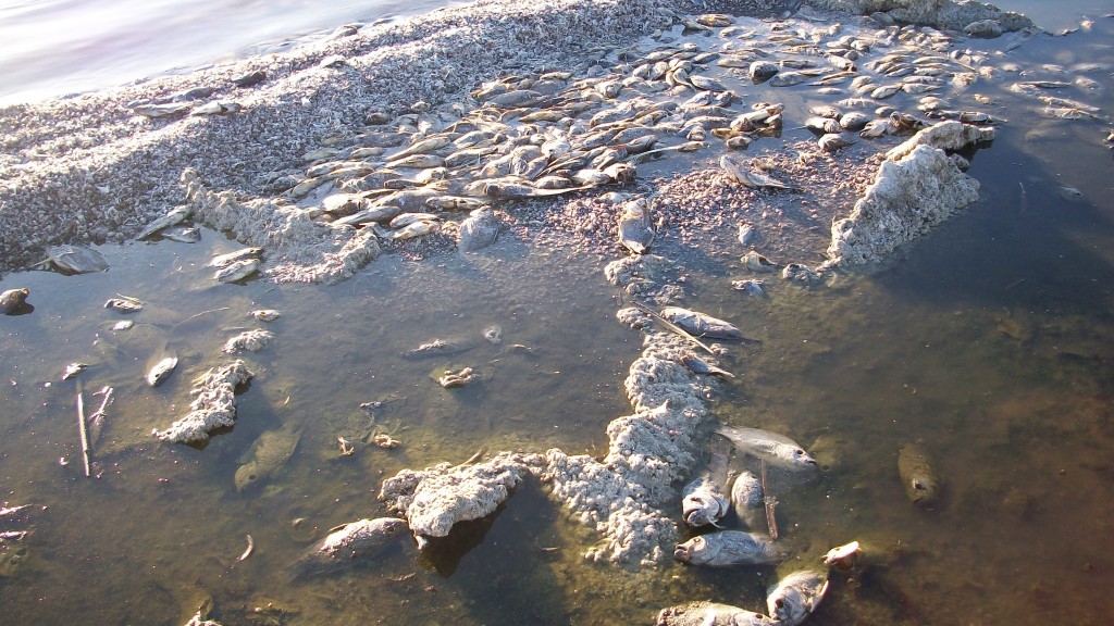 Millions of dead talapia.