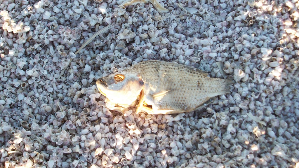 A dead talapia at Salton Sea Beach