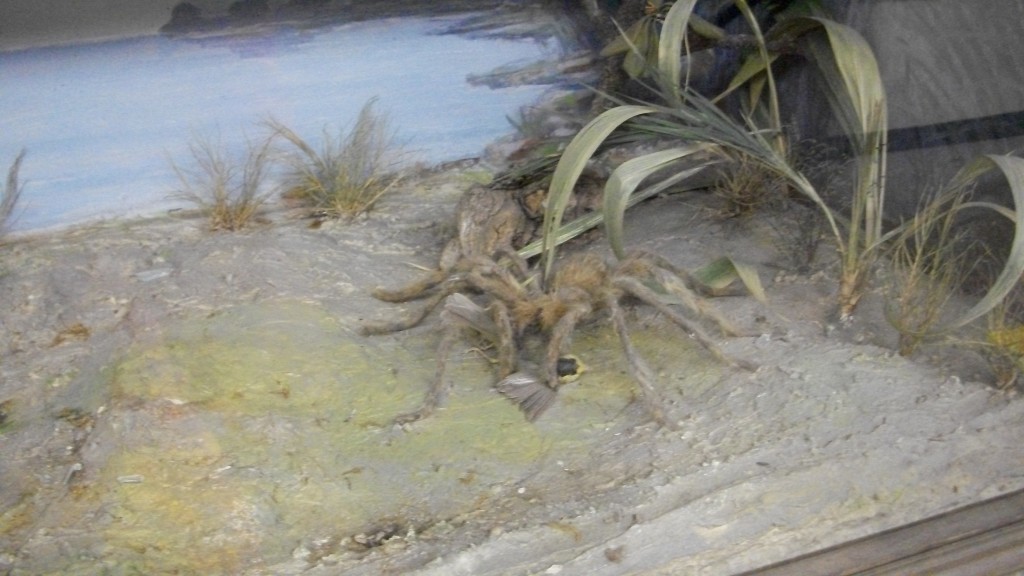 Zombie Tarantulas.