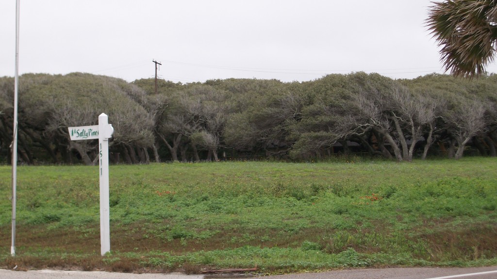 The bent trees in Rockport-Fulton, Texas. 
