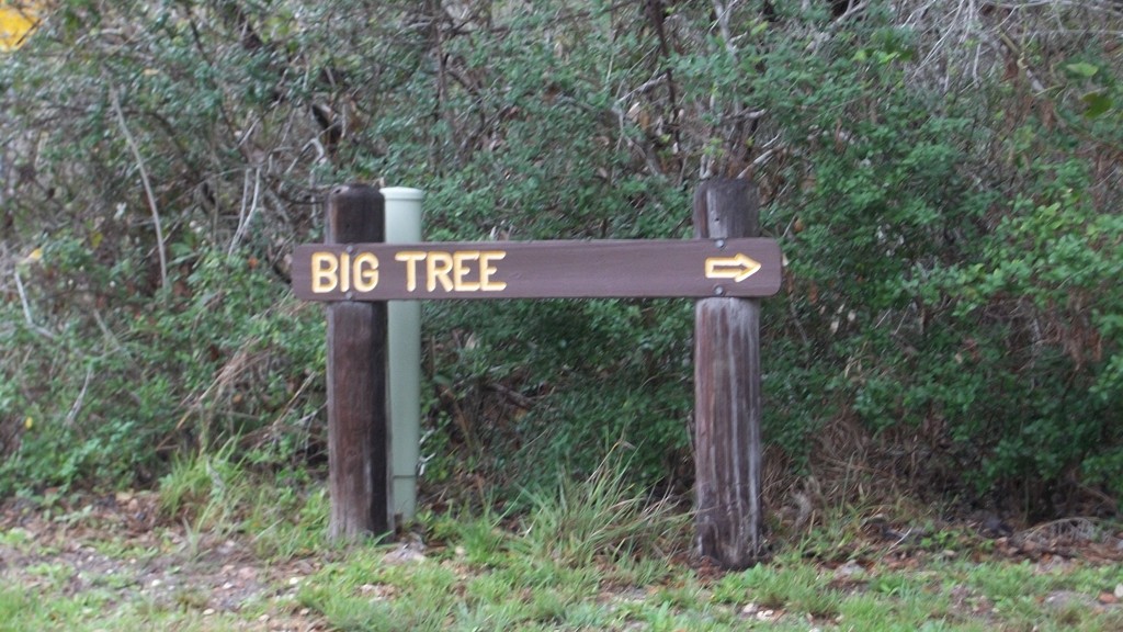 A Big Tree? So big it gets a sign of it's own? This is Texas - it must be really big!