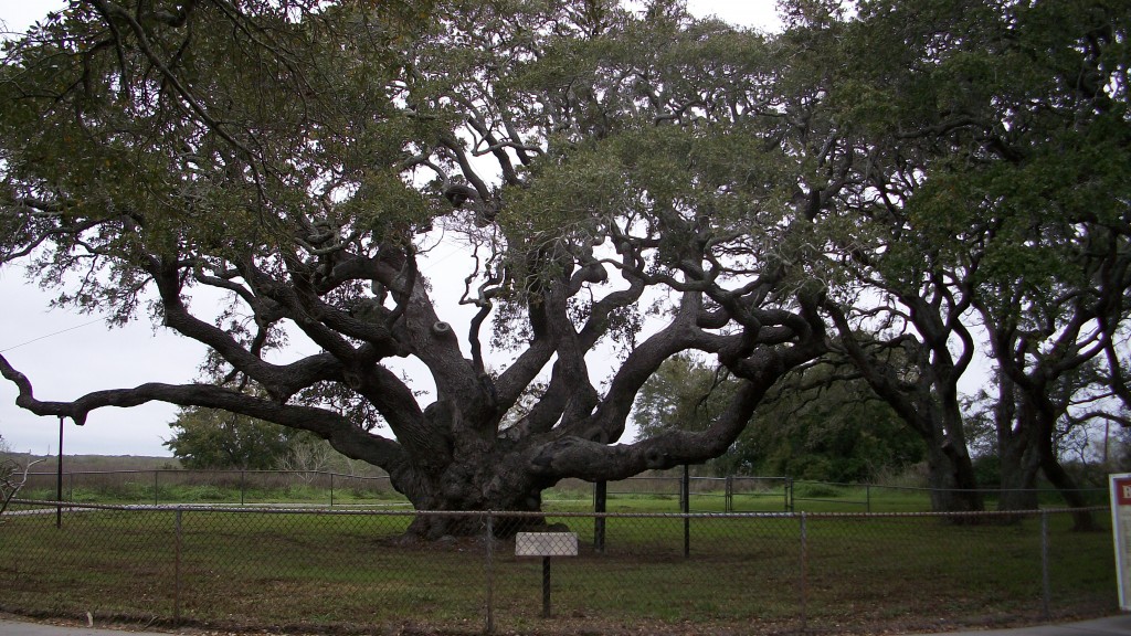 The Big Tree in Goose Island State Park.