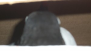 Bird in a box.