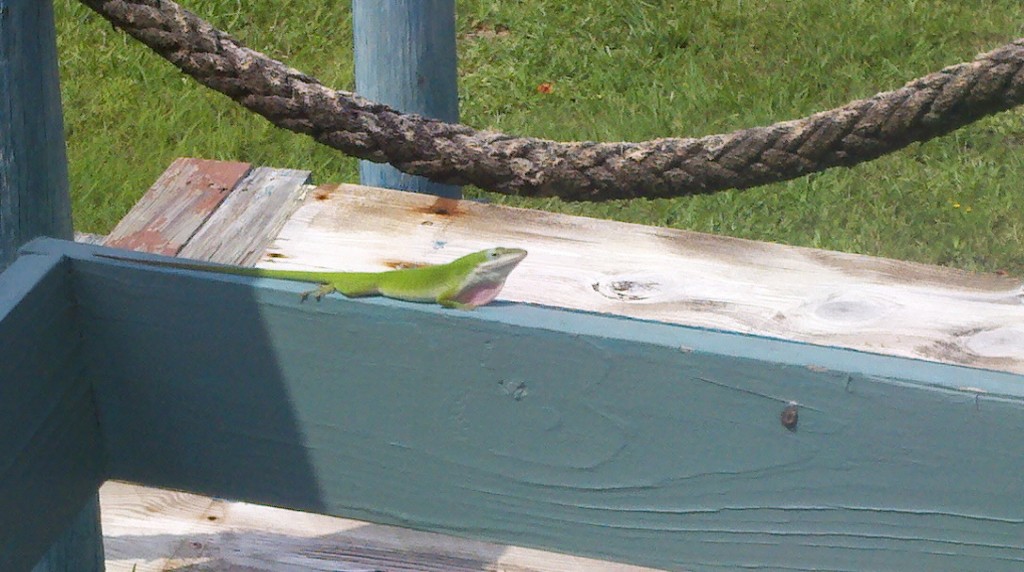 Little green gecko with pink throat. 
