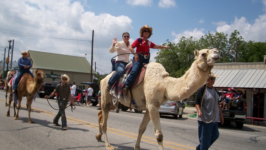 100_1460 Camels in the parade in Bandera, Texas.