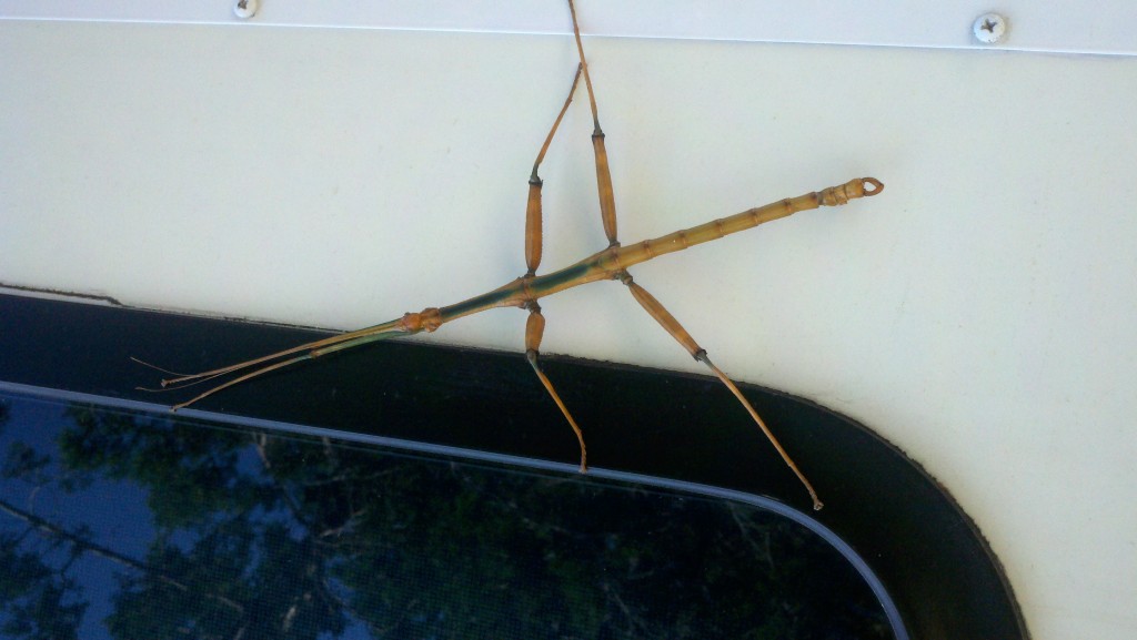 2012-05-28_10-11-03_241 giant stick bug
