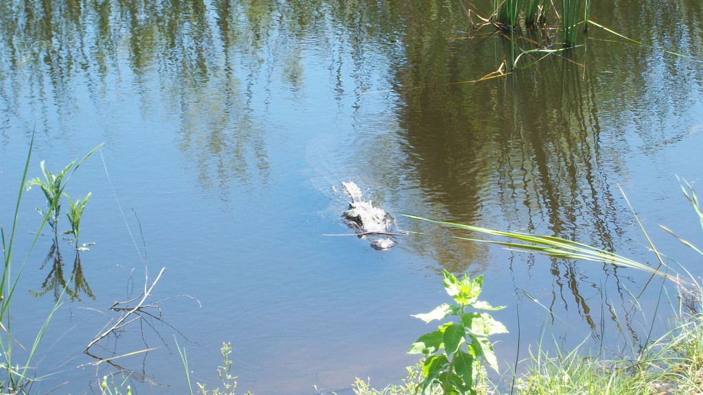 Alligator at Aransas National WIldlife Refge