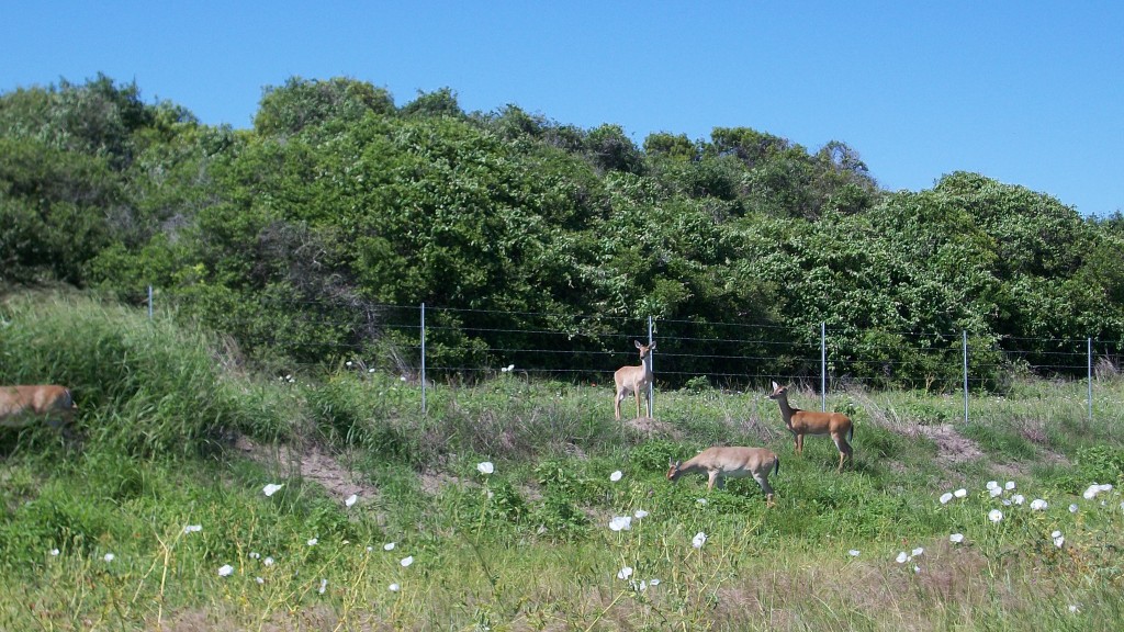 Deer at Aransas National Wildlife Refuge.