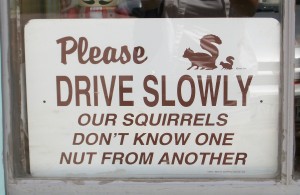 100_1614 Please drive slowly, our squirrels don't know one nut from another.