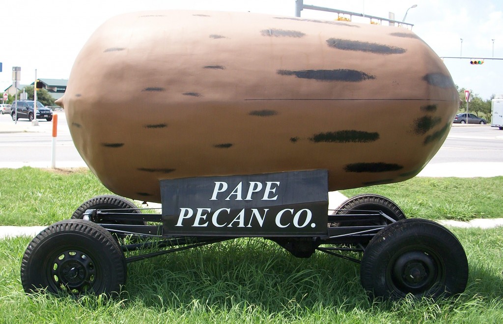 100_1615 Pape Pecan's big nut.