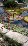 A tree/bead sculpture at the koi pond.