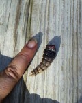 rattlesnake tail