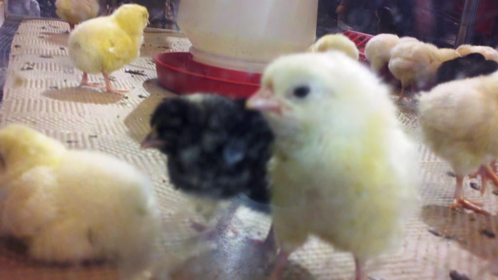 Peeped by a peep.