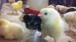 Peeped by a peep.