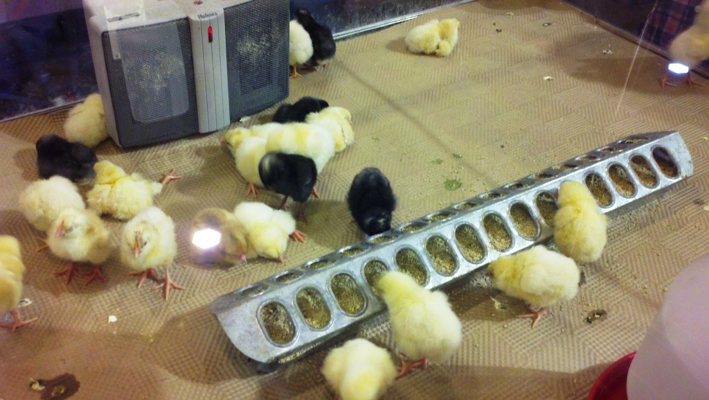 Peeps! Sooo cute!
