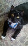 Pye, aka Drama Cat, in her new harness.