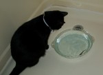 Pye has never seen a minnow and doesn't know what to think.
